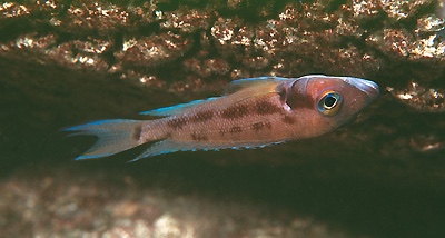 Neolamprologus furcifer 'Msalaba'